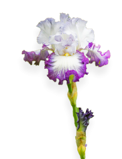 iris blanc et violet